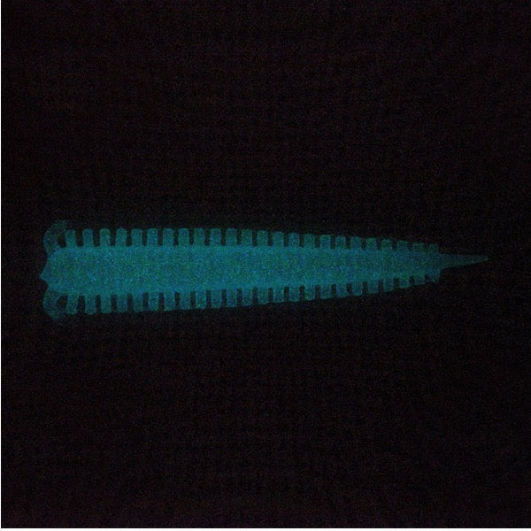 Berkley Gulp!Saltwater Sandworm 2.0" (16 pcs / pack) WHPGL WHITE PEARL GLOW