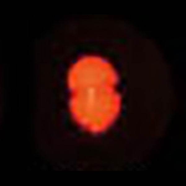 ACTIVE FLOAT RIG CUSHION #ORANGE - Britannic Trade