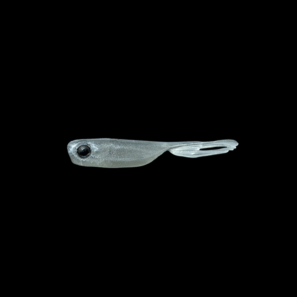 JACKALL ELISE 1.5" (7 pcs/pack) CONFIDENCE SMOKE