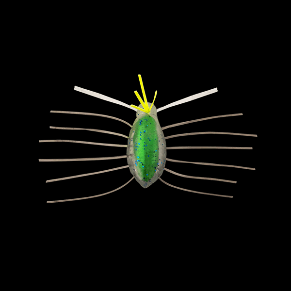 JACKALL NEED BUG 28.5mm (2 pcs/pack) MOHIKAN / GREEN KANABUN