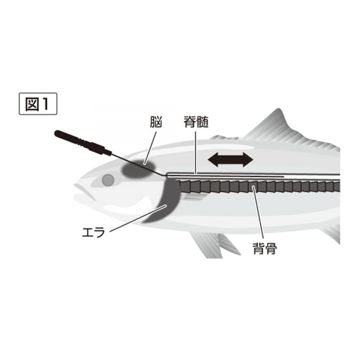 belmont IKEJIME PICK SHORT 160mm (PICK 50mm) : 28g MPー219