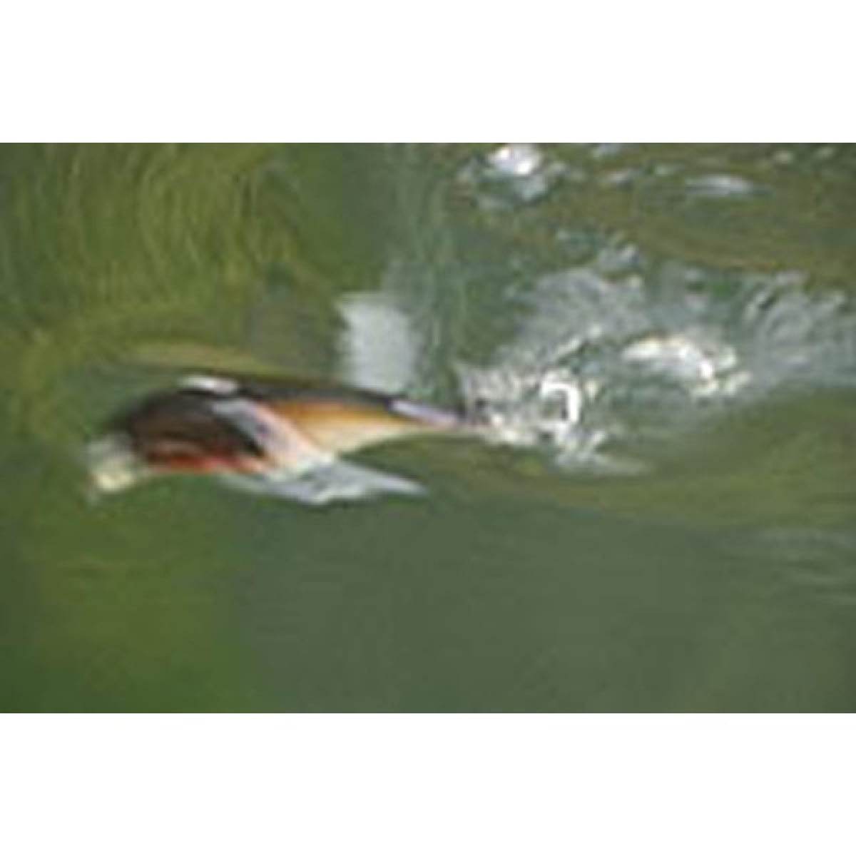 deps BUZZJET 96mm : 30g #05 HOT TIGER - Britannic Trade