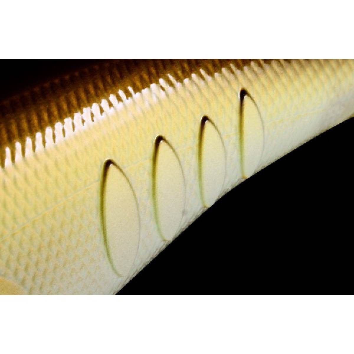 deps KORRIGAN MAGNUM 350 66mm : 18.6g Silent/DIVING range:3.5m #41 DOT TIGER - Britannic Trade