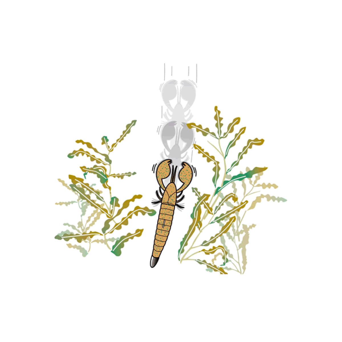 deps CLAP CRAW 4" (6 pcs/pack) #40 BABY BASS