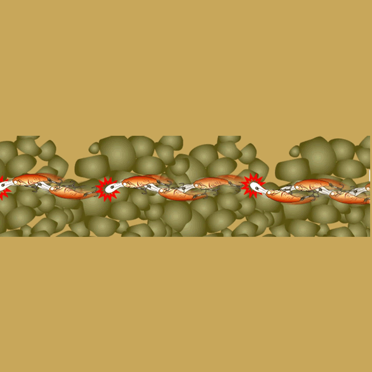 deps EVOKE SHAD MR 55mm : 7.7g Slow Floating #12 WAKASAGI - Britannic Trade