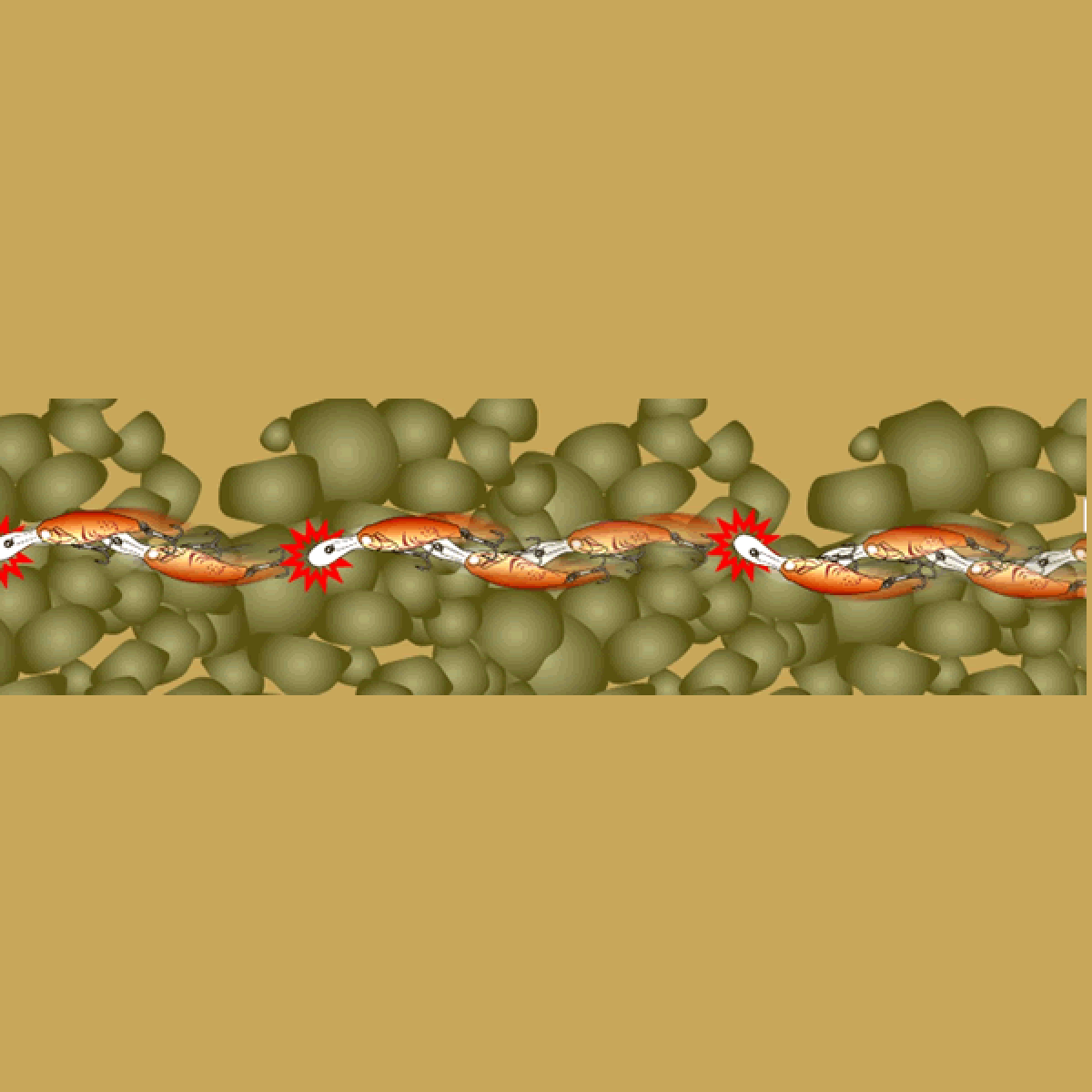 deps EVOKE SHAD MR 55mm : 7.7g Slow Floating #17 SEXY SHADDO