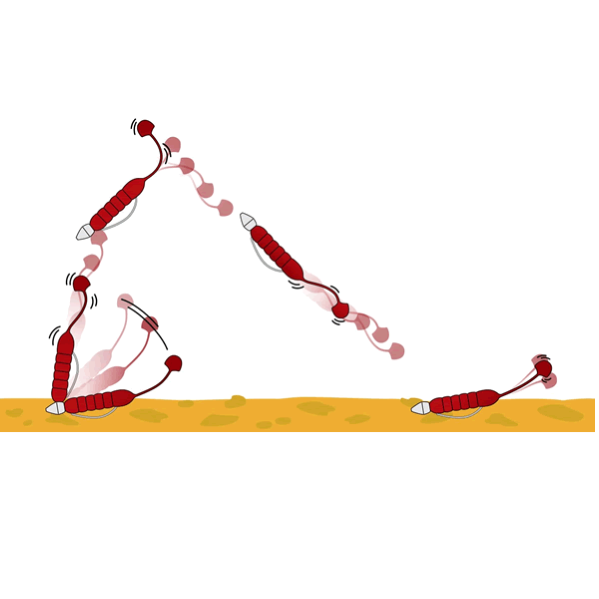 deps LILRABBIT 4" (6 pcs/pack) #02 WATER MELON SEED