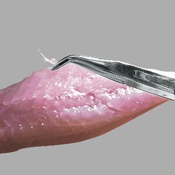 PROX KOBONENUKI PLIERS FINE BLADE 138mm PX424FIS SILVER STAINLESS - Britannic Trade