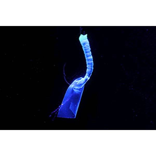 DAIWA KAITEKI SYOKUNIN FUNE SABIKI SS SOFT AMAEBI 6HON 14cm : 10-3 UV - Britannic Trade