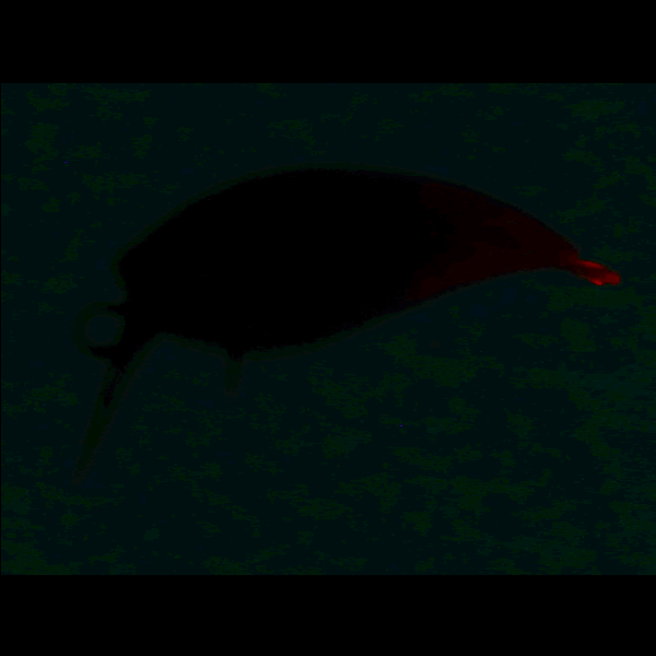 DAIWA PRESSO WABCRA Jr. 25SS SR 25mm : 1.7g Floating GRIPPA RG SCUPPERNON