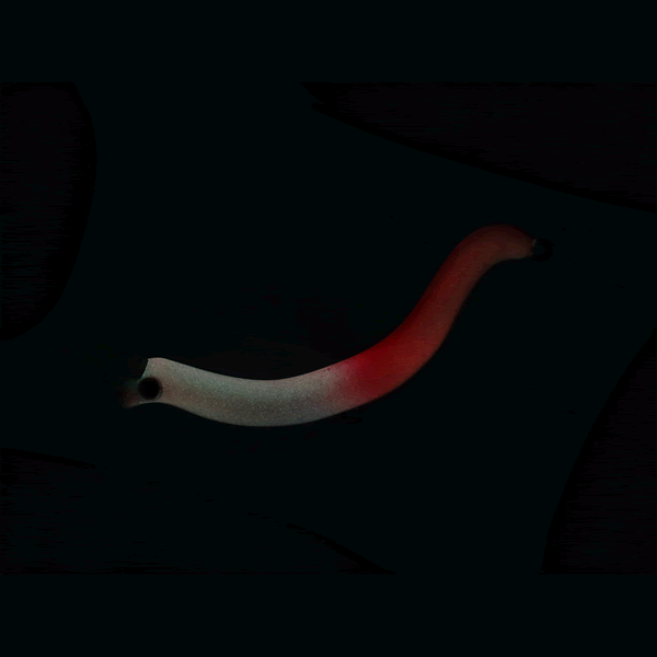 DAIWA PRESSO NYORO CLAZY 57SS 57mm : 3.5g BULLPADA BLUE PINK