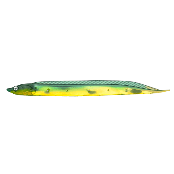 Fish Arrow FLASH-J SHIRASU 3" SW (5 pcs/pack) #149 GREEN/GOLD