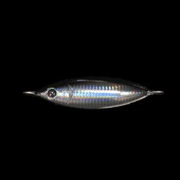 Zeake S_BIT 20g 20g 004 KATAKUCHI saltwater fishing lure