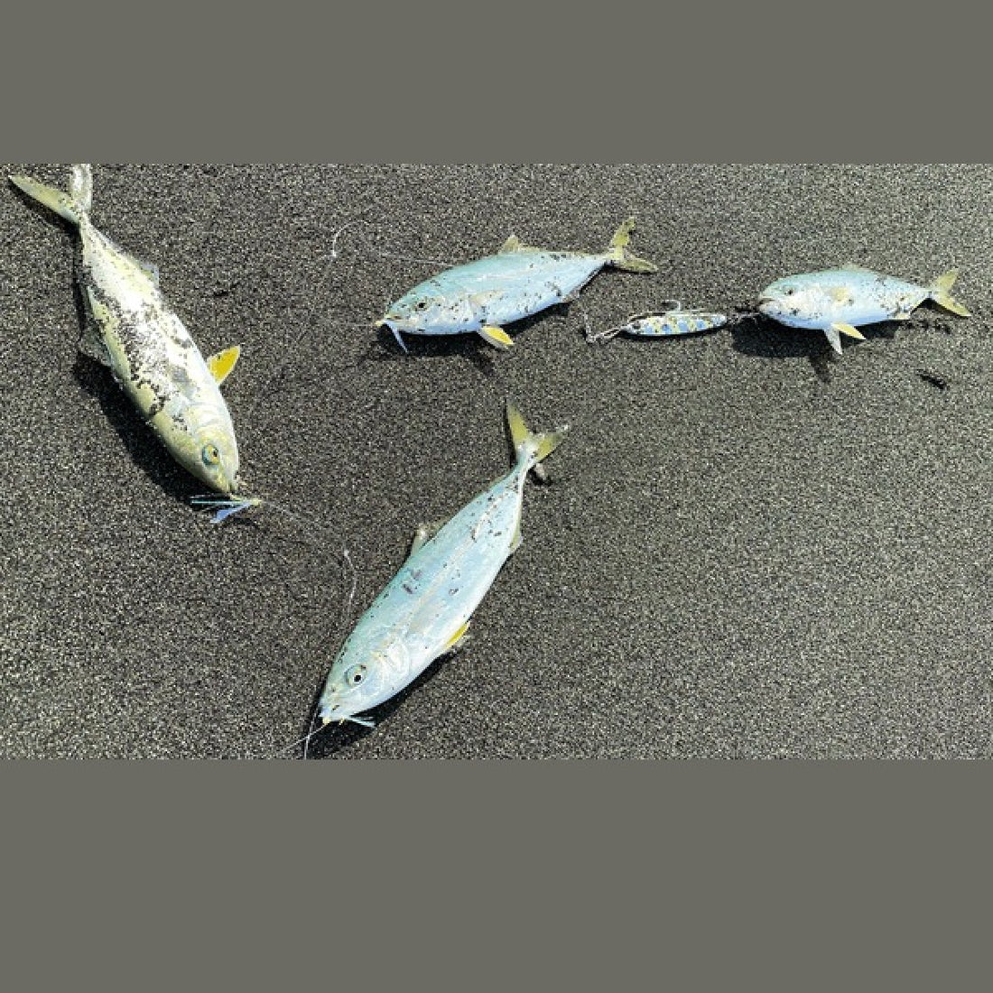 Zeake JIGGING SABIKI SET #3 : S (2 sets/pack) AURORA TINSEL fishing terminal tackle — photo 2