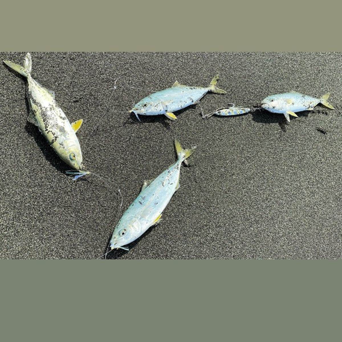 Zeake JIGGING SABIKI SET #6 : L (2 sets/pack) AURORA TINSEL - Britannic Trade