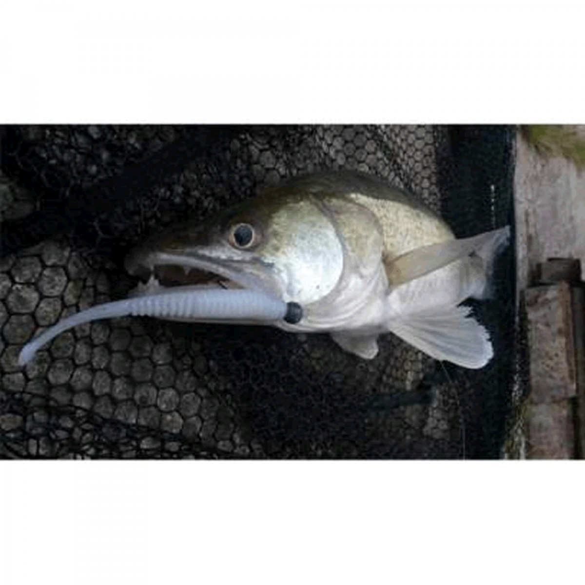 NOIKE KEMNPA 3.8" #08 WATERMELON SEED