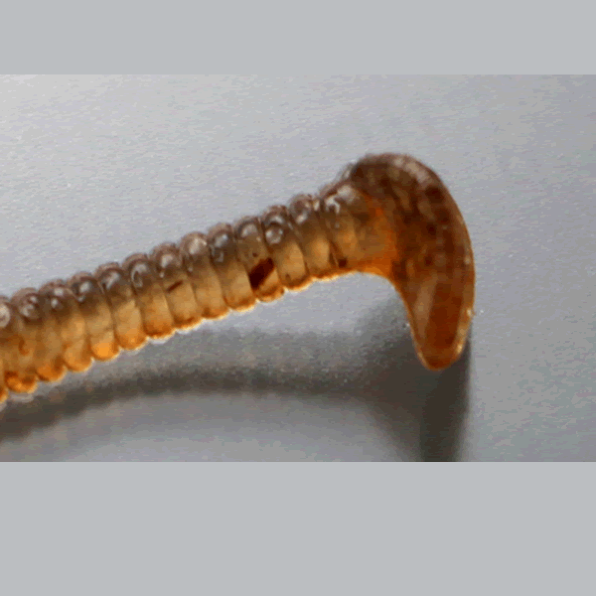 issei SUPER STICK 2.5" (9 pcs/pack) #22 RESERVOIR BEITO