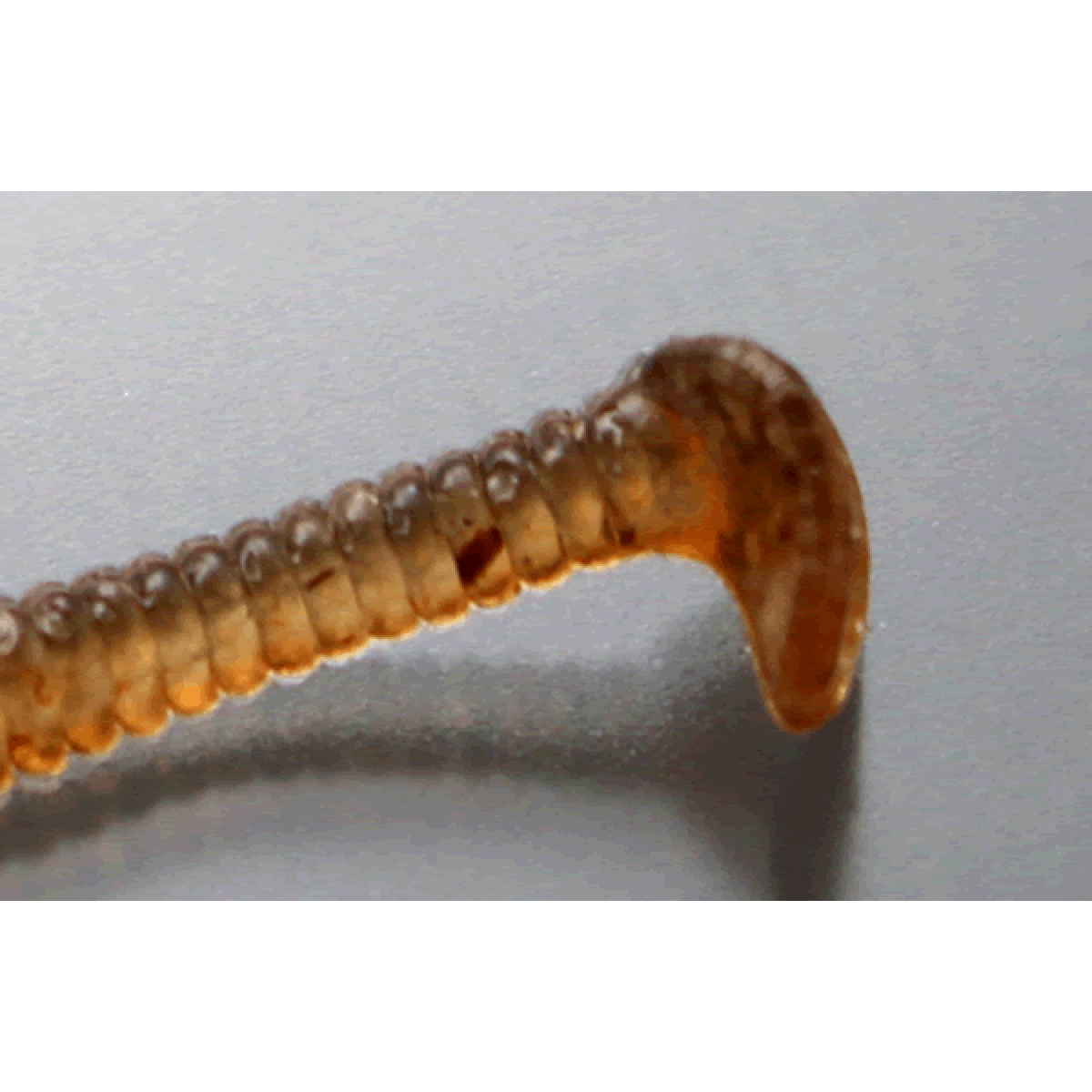 issei SUPER STICK 2.5" (9 pcs/pack) #50 MURAKAMI SPECIAL