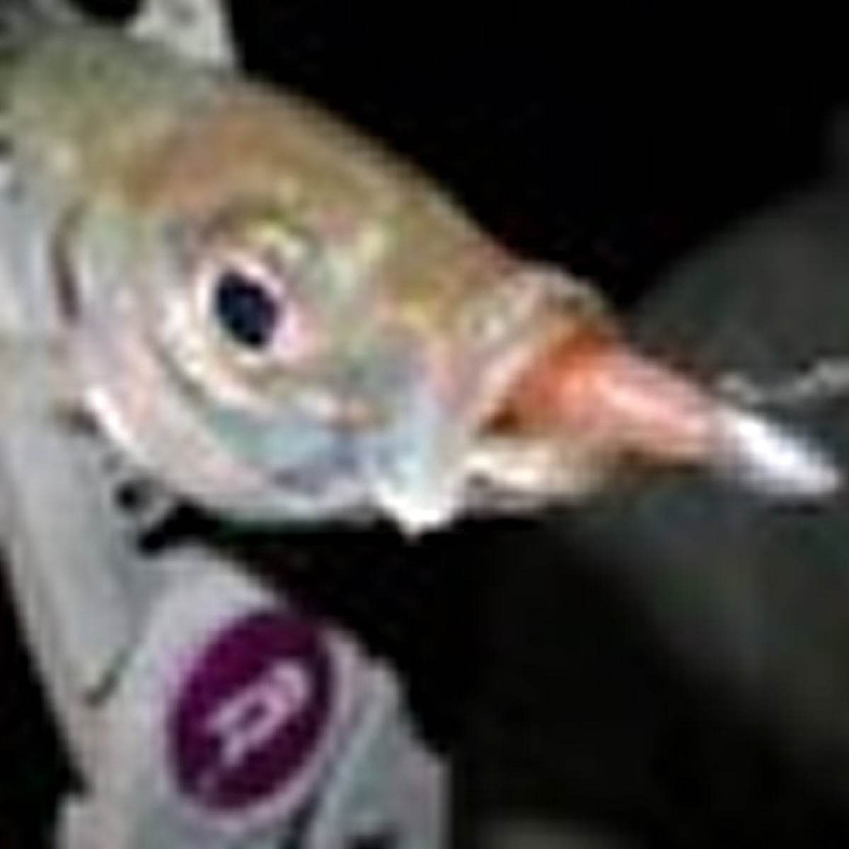 MAGBITE HANG (18 pcs / Pack) - Britannic Trade