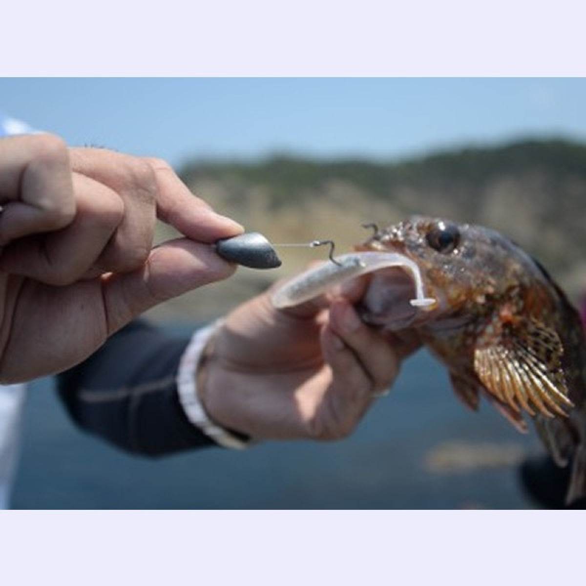 MAGBITE UPPER CUT OFFSET Jan-00 (7pcs / Pack) STEALTH RED - Britannic Trade