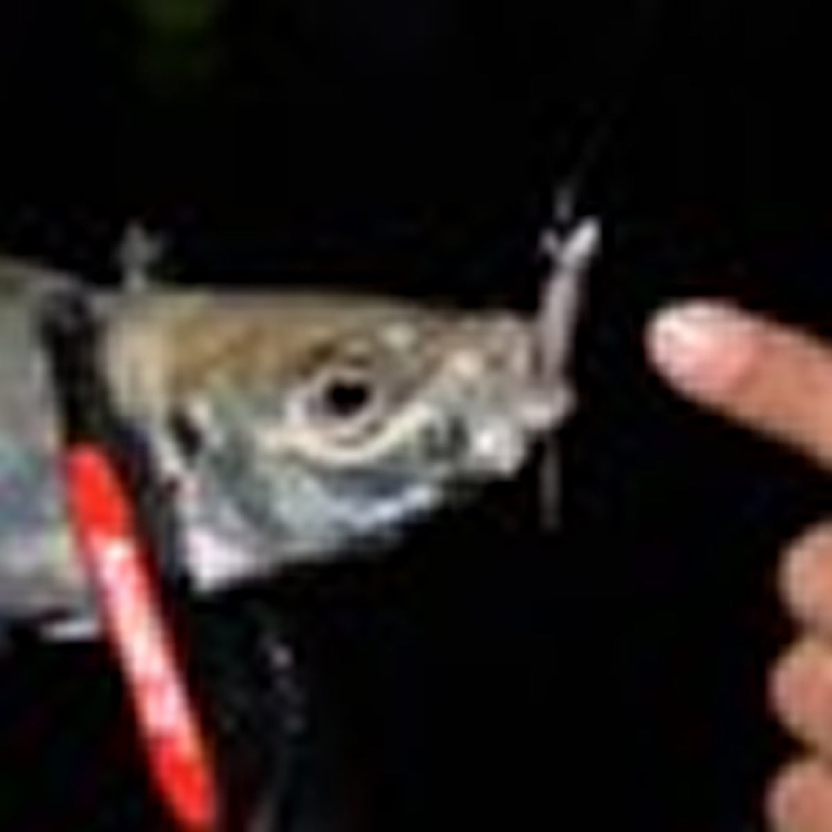 MAGBITE AJI KILLER JIGHEAD #8 - 1.3g (5pcs / Pack)