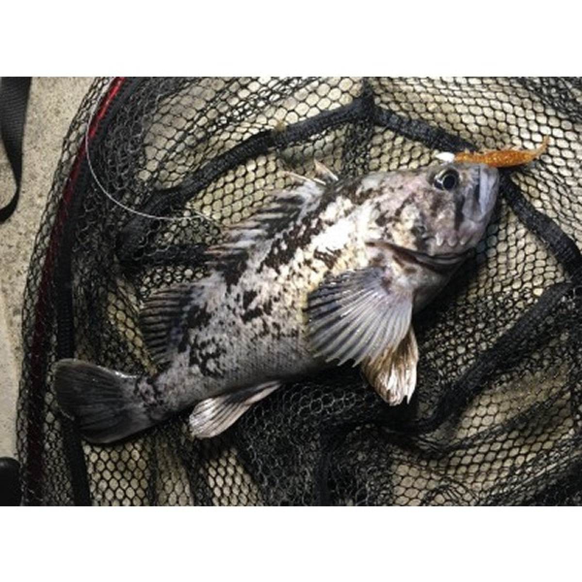 MAGBITE KURUKURU BLADING JIGHEAD #8 - 1.5g (2pcs / Pack) - Britannic Trade