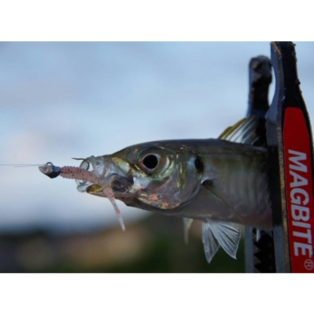 MAGBITE KOAKUMA JIGHEAD ValuePack 0.4g (20pcs / Pack) fishing terminal tackle — photo 3
