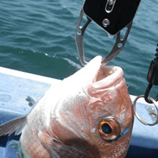 DAIWA FISH GRIP V 130K 130mm : 80g BLACK - Britannic Trade