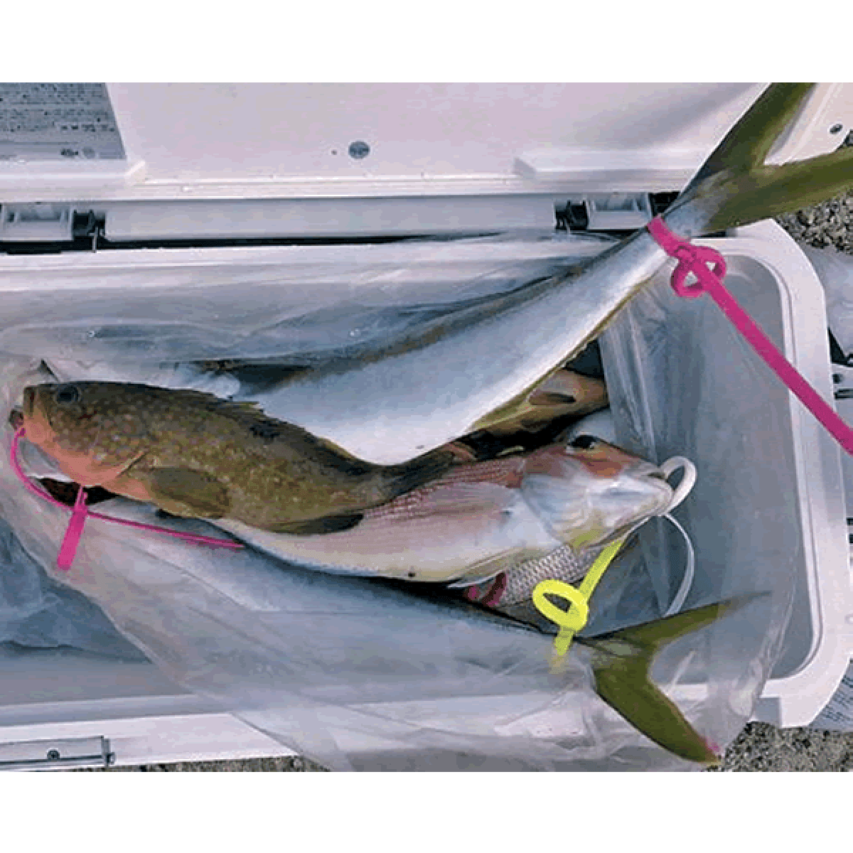 NAKAZIMA e-BAND 2918 (5 pcs/pack) GREEN - Britannic Trade