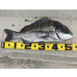 DAIICHISEIKO NOGISCALE 65 (90 x 80 x 30mm) Measurement : 650mm WHITE - Britannic Trade