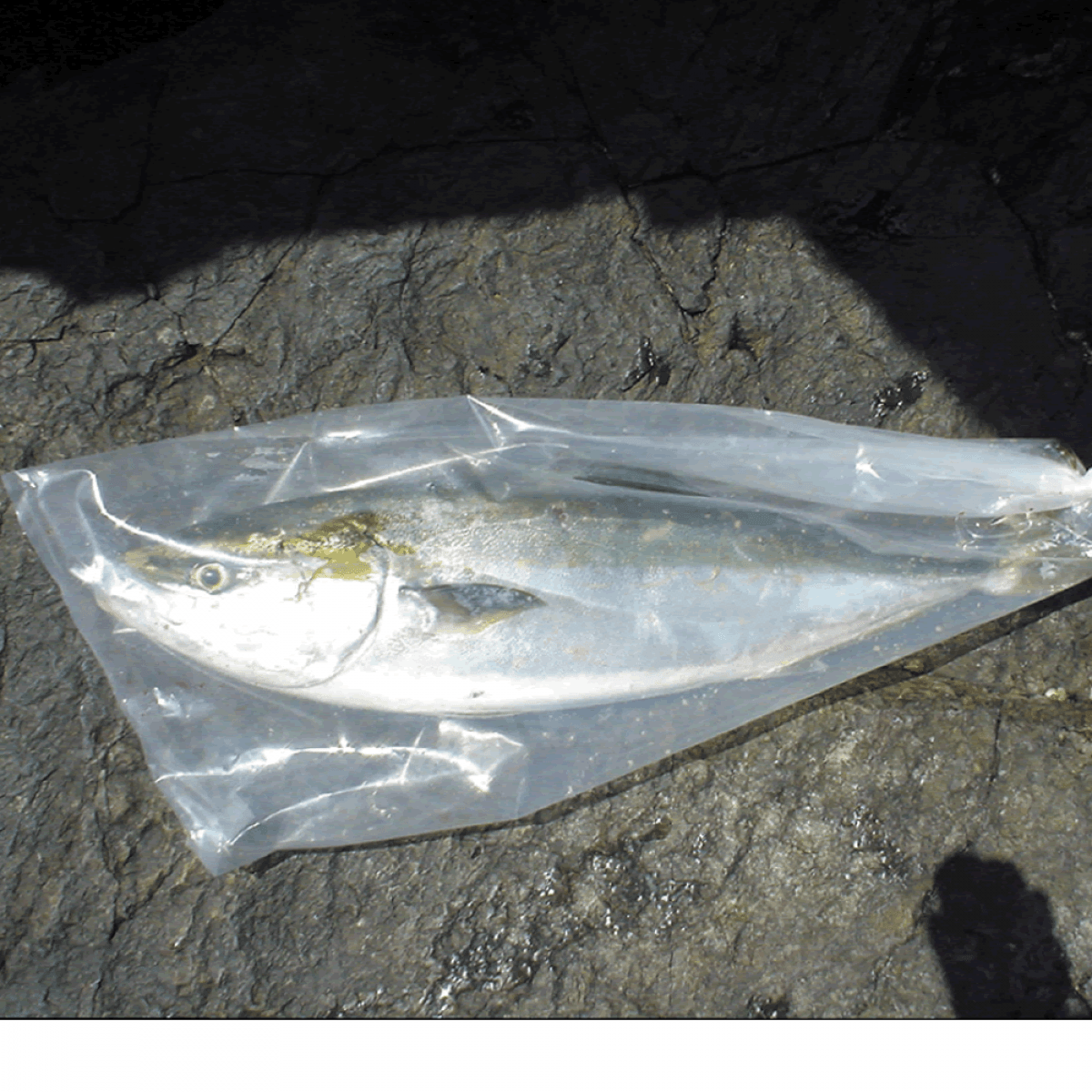 KAMIWAZA OH MASA PACK 130 x 42 (cm) / 0.1mm/5mm 3 pcs / pack - Britannic Trade