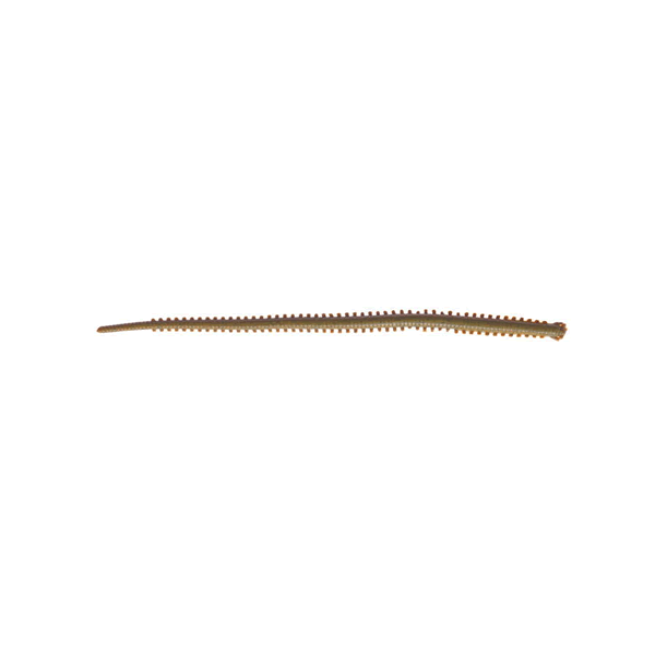 Berkley GULP! SALTWATER ISOME HOSOMI 4" (12 pcs/pack) GOKAI(MOTOR OIL RED) saltwater fishing lure