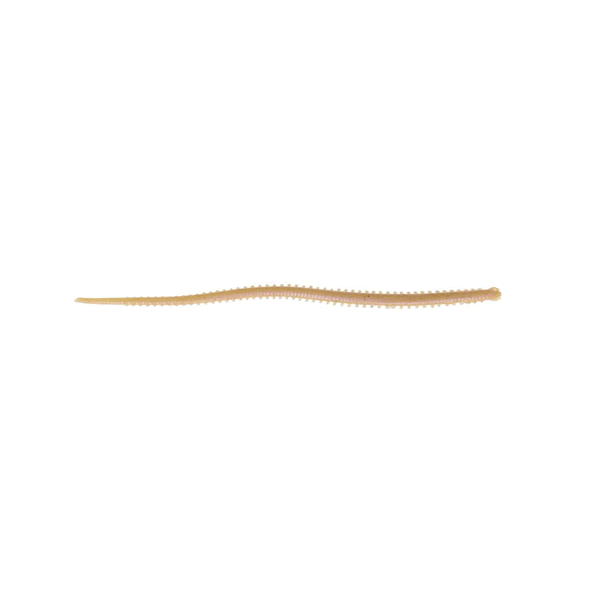 Berkley GULP! SALTWATER ISOME HOSOMI 4" (12 pcs/pack) JARIME(NATURAL) saltwater fishing lure