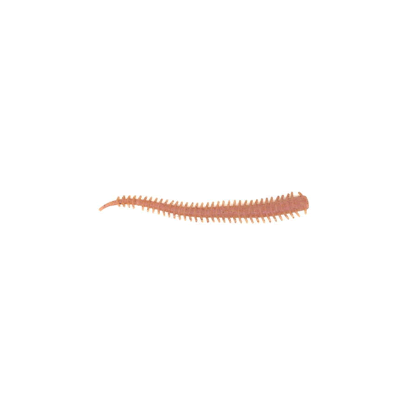 Berkley GULP! SALTWATER ISOME GOKUBUTO 4" (11 pcs/pack) JARIME(NATURAL) saltwater fishing lure