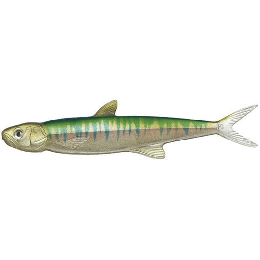 EVERGREEN LAST ACE 168 16.8cm : 26g #55 OIKAWA