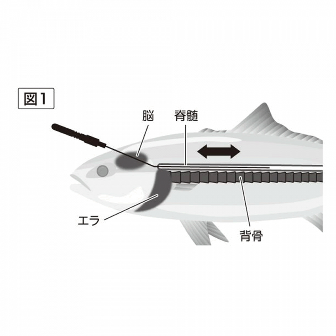 belmont IKEJIME PICK SHORT 160mm (PICK 50mm) : 28g MPｰ219 fishing accessory — photo 2