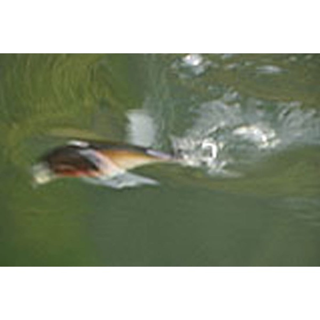 deps BUZZJET Length: 96 mm / Weight: 30 g Floating Wake Bait #27 Cosmic Pink freshwater fishing lure — photo 3