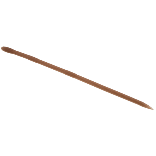 Bait Breath U30 VEIN SLIM 8" (10 pcs/pack) #011 CINNAMON