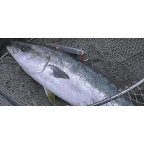 OWNER OH SJ-41TN JIGGING HOOK #11/0 (3 pcs/pack) - Britannic Trade