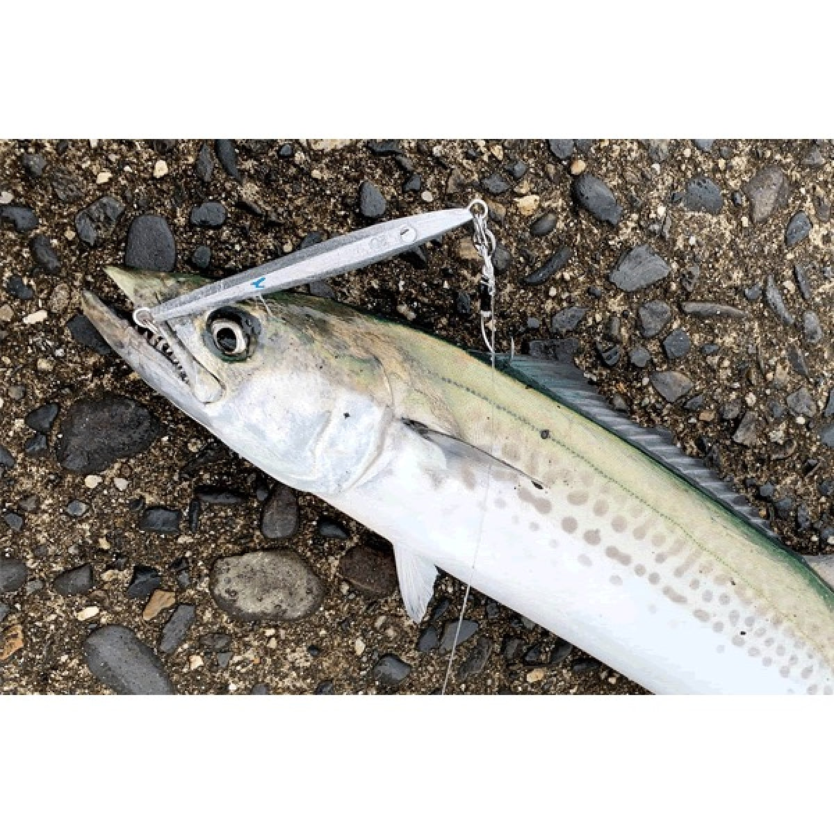 SHIMANO COLTSNIPER　SAGOSHI JIG 28g 106mm : 28g JW-L28T KYORIN PINK