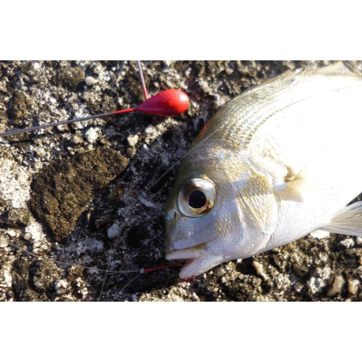 DECOY SHORE TEN 5g SG-21 (2 pcs/pack) RED - Britannic Trade
